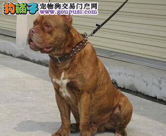 安全手册之卡斯罗犬疫苗接种失败的应对措施有哪些呢