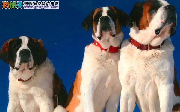 小疾病大智慧 圣伯纳犬患上细小怎么办