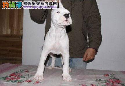 杜高犬不吃东西只喝水是什么毛病