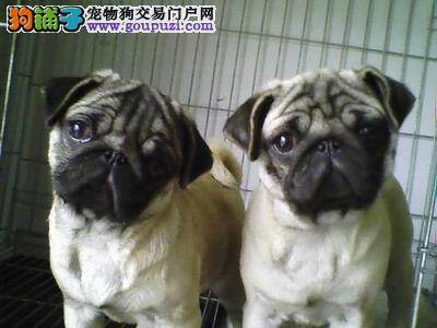 巴哥犬为什么适合初养狗狗者