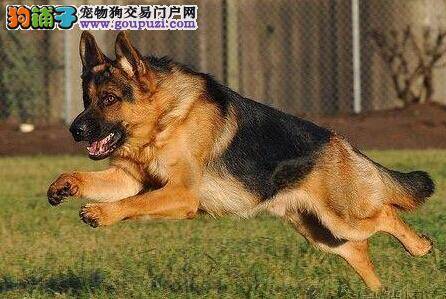 哪些蔬菜不能吃 不建议喂食德国牧羊犬的蔬菜有哪些