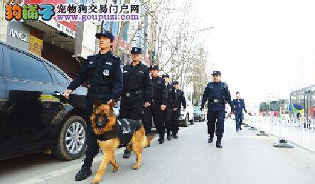 高身价警犬参与阜阳市治安巡逻工作