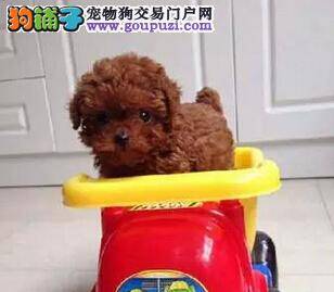 泰迪犬最近总便血应如何是好