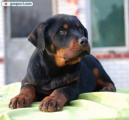 罗威纳犬最近总拉臭臭的便便是什么毛病