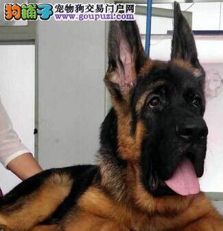 如何塑造出一只健康的德国牧羊犬