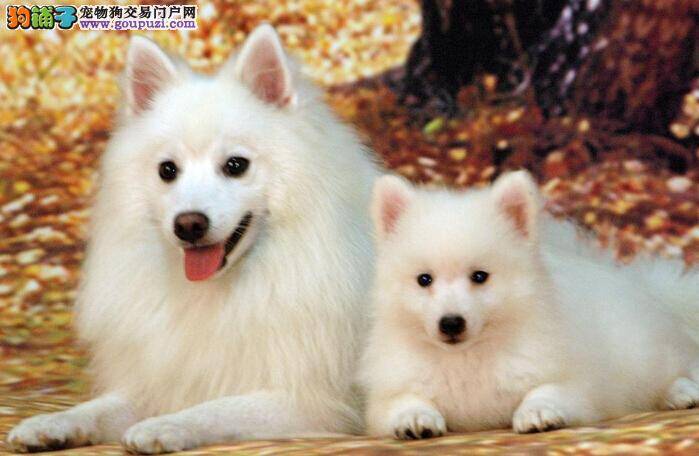 提疑解惑篇 “糖衣炮弹”法解决银狐犬吃药难的问题