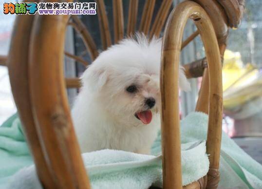 给马尔济斯犬清洗打扮的操作步骤