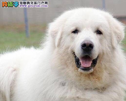 健康大百科 教你如何让大白熊犬摆脱肠炎困扰