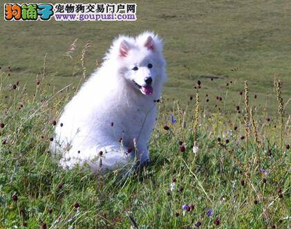 治病救狗 萨摩耶犬瘟热后遗症的治疗方法