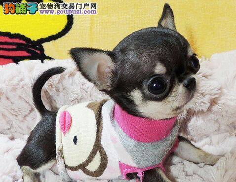 吉娃娃不吃东西，吐了拉肚子应怎么办