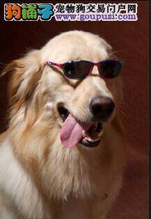 如何保证训练金毛犬的效果更加出色