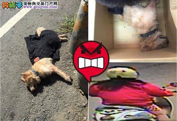 病犬遭狠心主人遗弃诊所门外 病情严重最终死亡