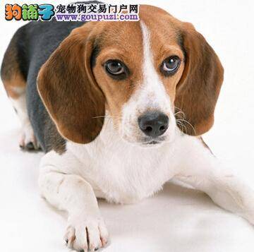 比格犬护理工作的详细内容以及相关问题解答