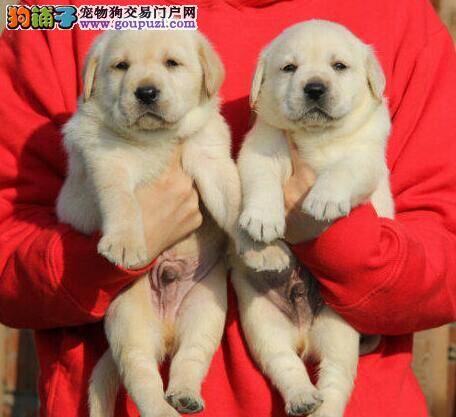拉布拉多犬有皮肤病该怎么预防和治疗