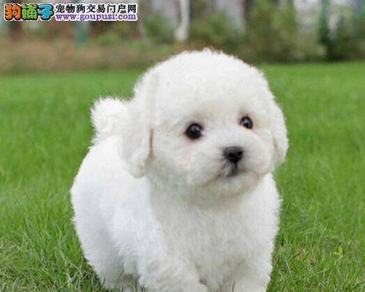 泰迪犬最近拉虫子了，不知道是什么情况