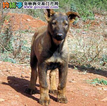 预防常见病 如何有效预防昆明犬的各种疾病