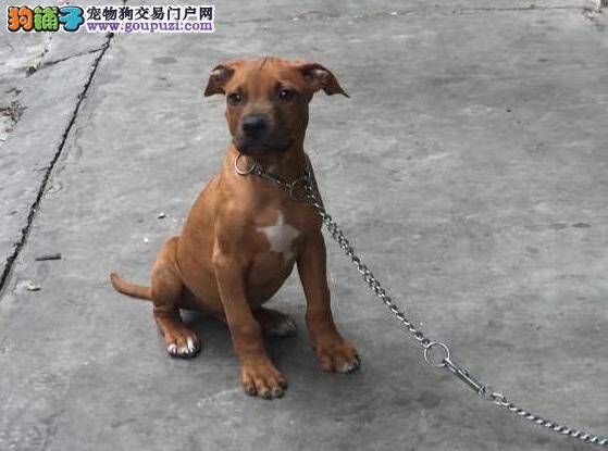 比特犬拉粘液状便便带血丝是什么问题