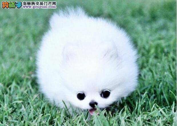 博美犬年纪大了 要小心退化性关节炎