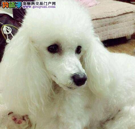 怎样才能买到最优秀的贵宾犬
