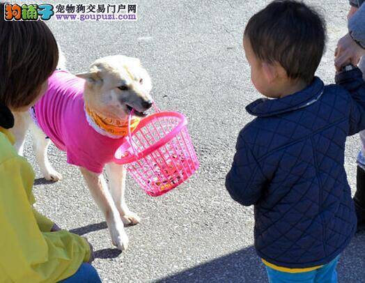 情人节即将来临 日本小狗叼着篮子给游客发巧克力