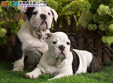 论斗牛犬感冒疾病与传染病之间的区别