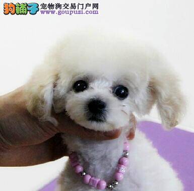 贵宾犬咳嗽鼻子发干是什么症状