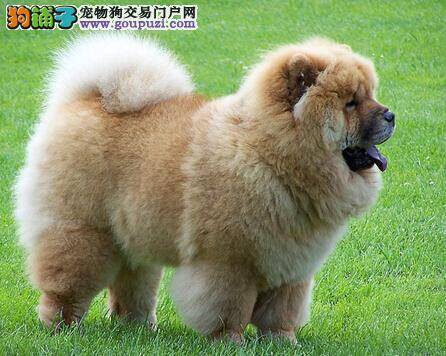 分辨狗狗是否健康 教你挑选身体棒棒的松狮犬