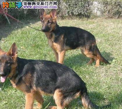 健康吃出来 德国牧羊犬切记不要随便食用零食