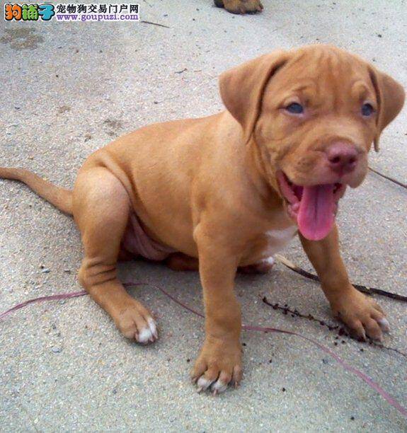 我家比特犬突然瘸了到底是怎么回事