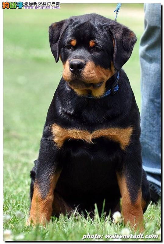 三个月的罗威纳犬可不可以吃西瓜