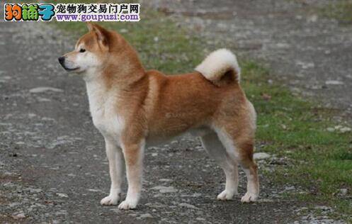 专业讲师向您介绍给秋田犬修剪指甲的方法