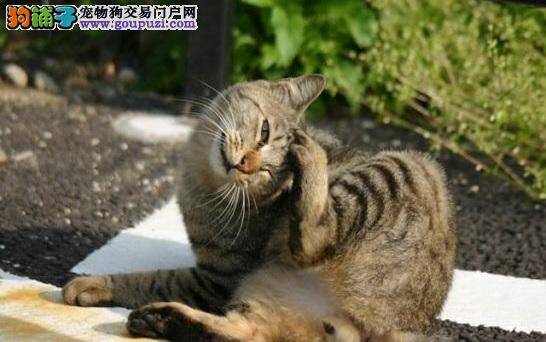 猫咪最喜欢的5种人 看你适不适合养猫