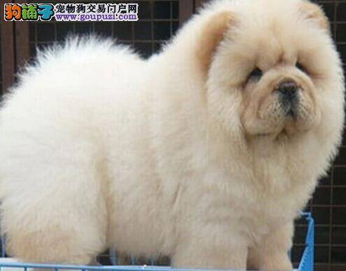 两个半月的松狮犬流鼻涕，拉稀吃什么药好