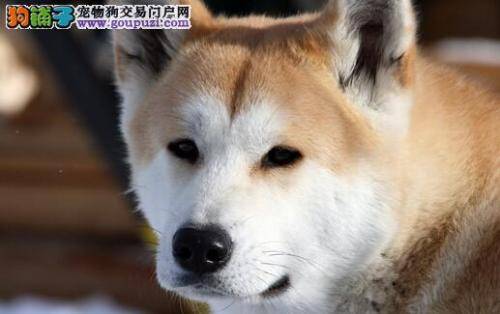 秋田犬的美毛工具类型以及保养工具的方法