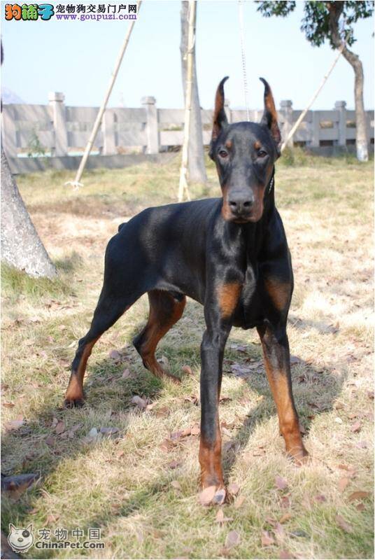 杜宾犬最近呕吐，精神不好应如何是好