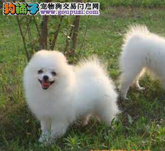 饲喂吉娃娃的饮食要求与护理方法有哪些