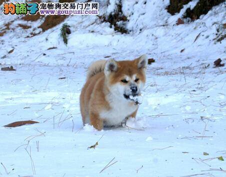 放养秋田犬 提高秋田犬的室外生存能力