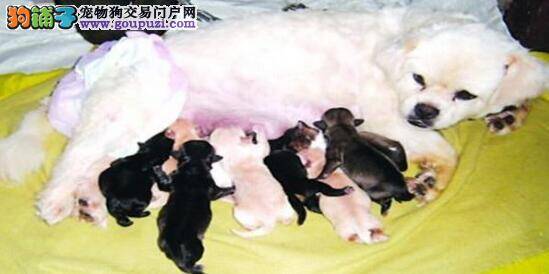 狗妈妈一次生下十五只宝宝，主人为小狗庆生