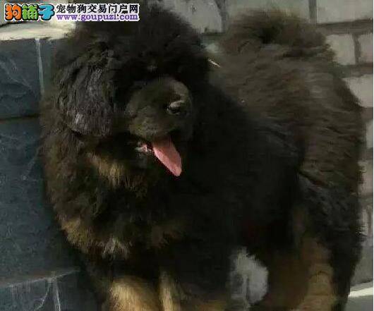 藏獒怀孕期间可以洗澡吗