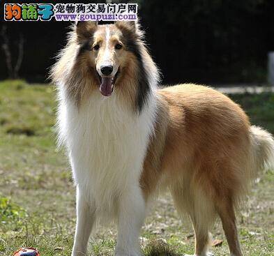 宠物训练师让调皮的苏格兰牧羊犬"改邪归正"