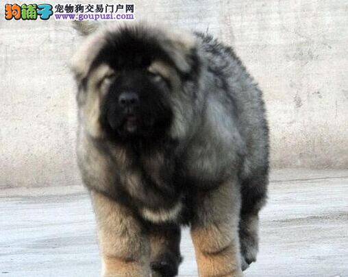 高加索犬吃驱虫药后拉稀带血怎么办