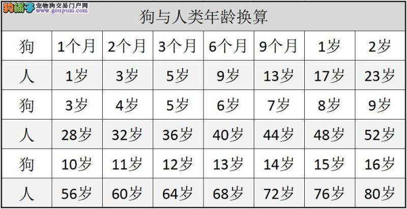 狗年龄与人类换算对照