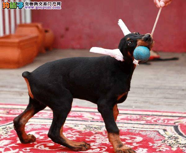 杜宾犬最近呕吐，拉稀是什么毛病