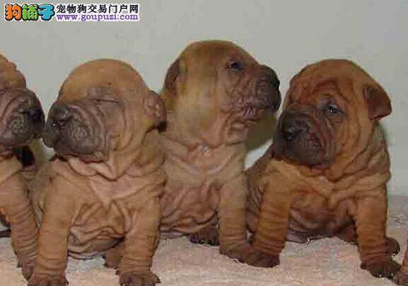 饮食宜与忌 沙皮狗应远离哪四种食物