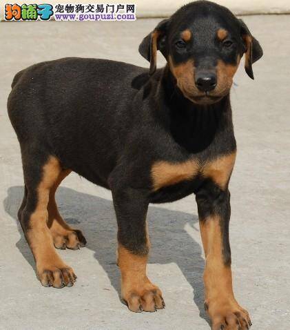 治疗杜宾犬感冒的最佳方法