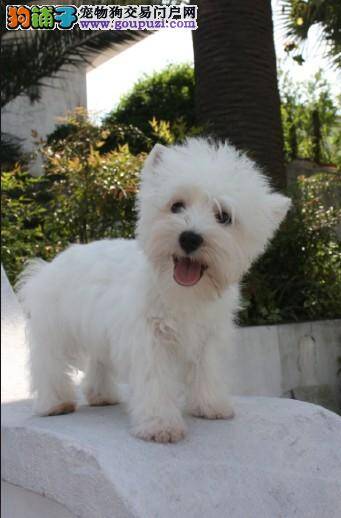 如何帮助西高地走出生病的阴霾