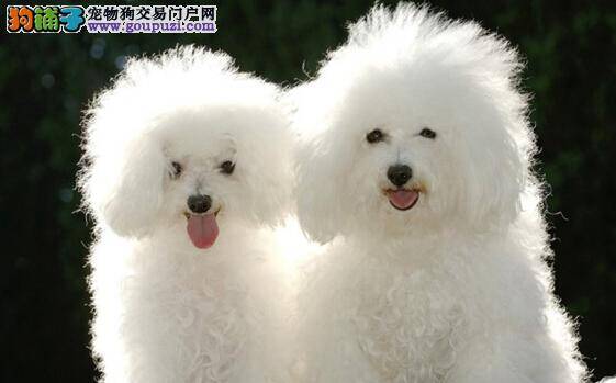 饲养无秘密 解开比熊犬喜欢吃草的困惑