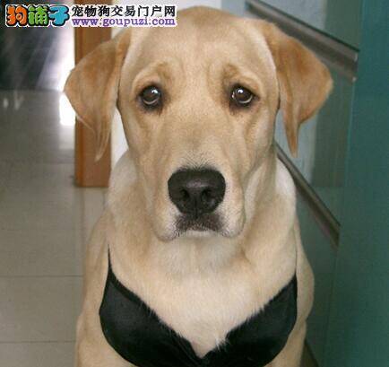 关注五点，轻松购买拉布拉多犬
