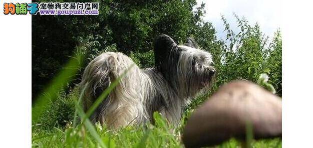 认识斯开岛犬吗    斯开岛犬选狗技巧