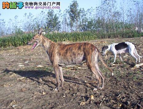 体重与健康 格力犬肥胖的原因及标准